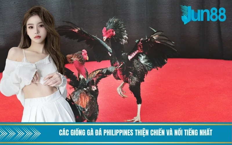 Các giống gà đá Philippines thiện chiến và nổi tiếng nhất