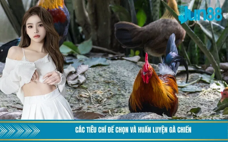 Các tiêu chí để chọn và huấn luyện gà chiến