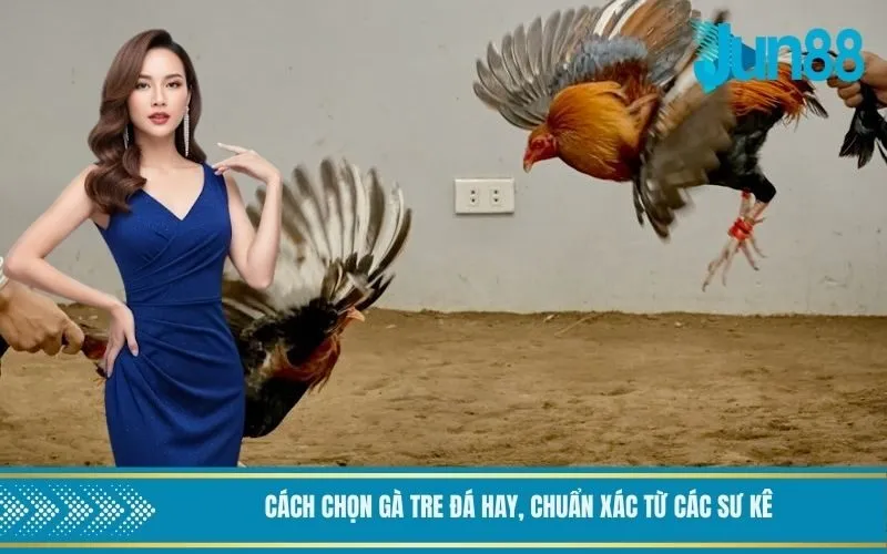 Cách chọn gà tre đá hay, chuẩn xác từ các sư kê