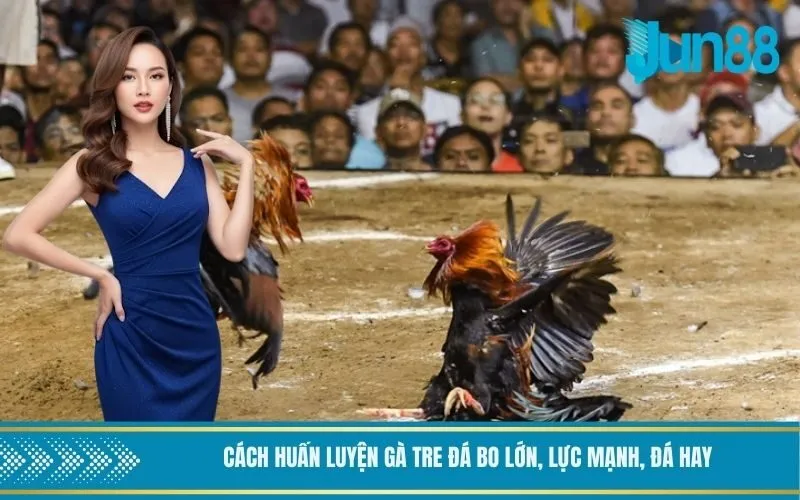 Cách huấn luyện gà tre đá bo lớn, lực mạnh, đá hay