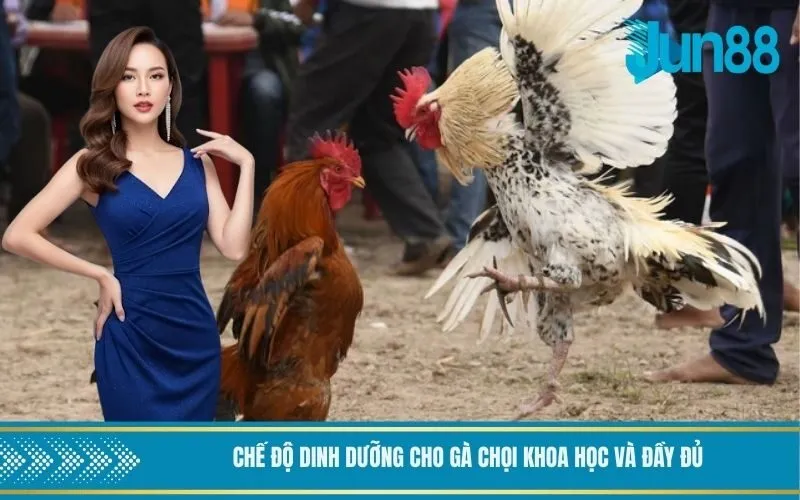 Chế độ dinh dưỡng cho gà chọi khoa học và đầy đủ