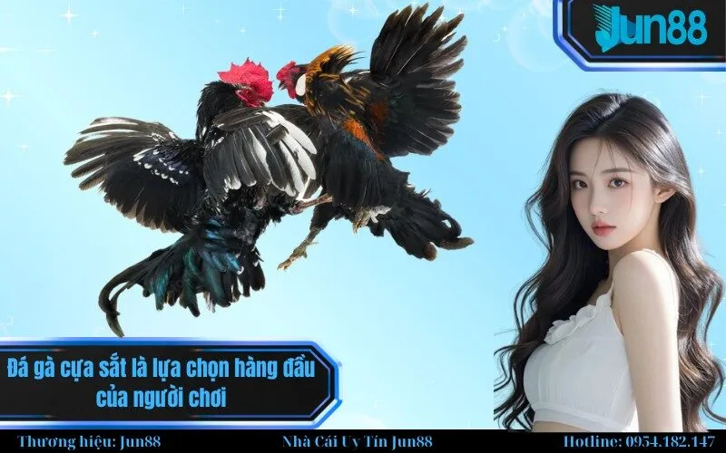 Đá gà cựa sắt là lựa chọn hàng đầu của người chơi.