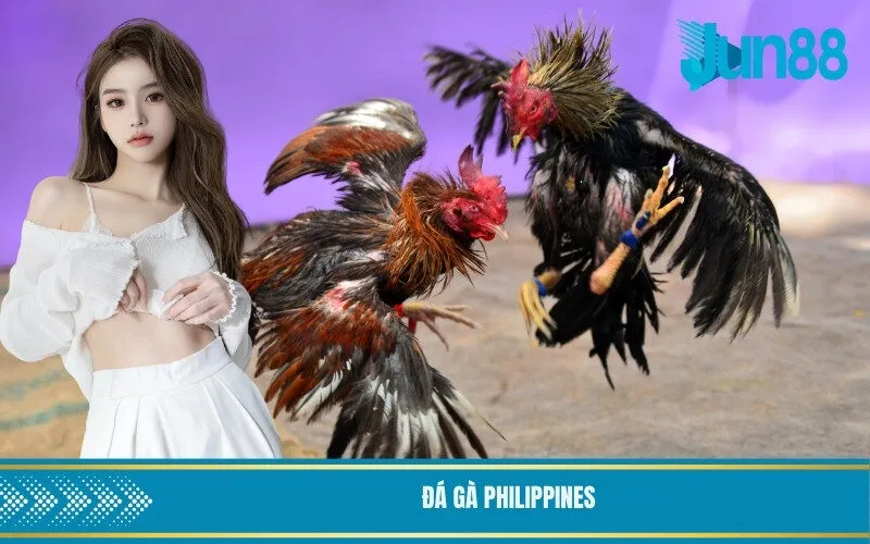 Đá gà Philippines