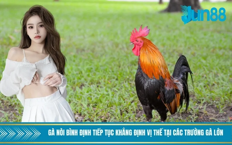Gà nòi Bình Định tiếp tục khẳng định vị thế tại các trường gà lớn