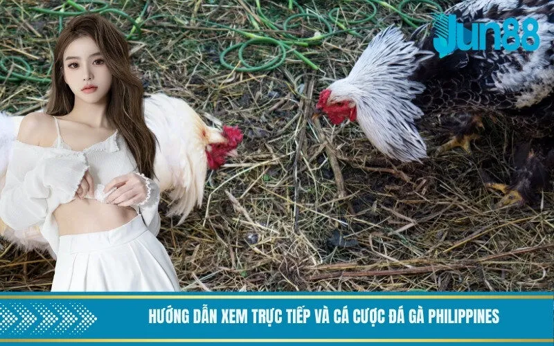 Hướng dẫn xem trực tiếp và cá cược đá gà Philippines