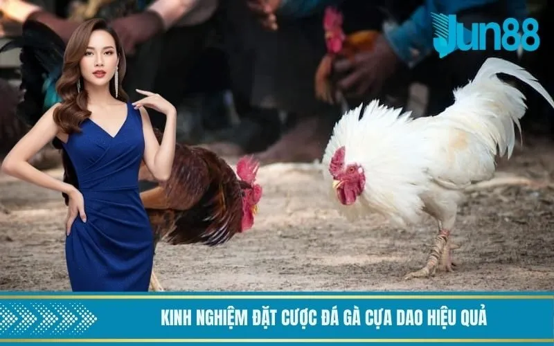 Kinh nghiệm đặt cược đá gà cựa dao hiệu quả