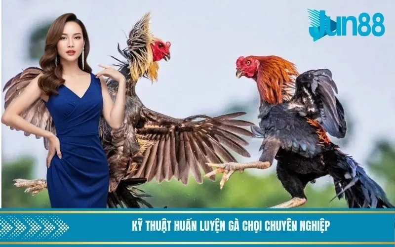 Kỹ thuật huấn luyện gà chọi chuyên nghiệp