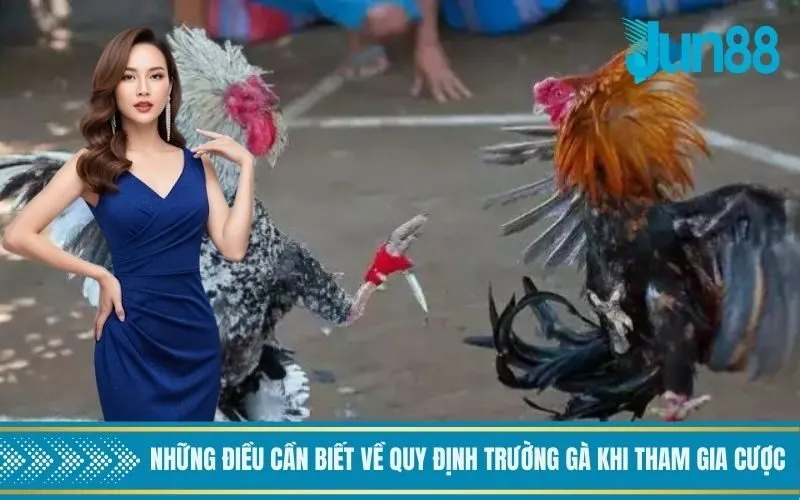 Những điều cần biết về quy định trường gà khi tham gia cược