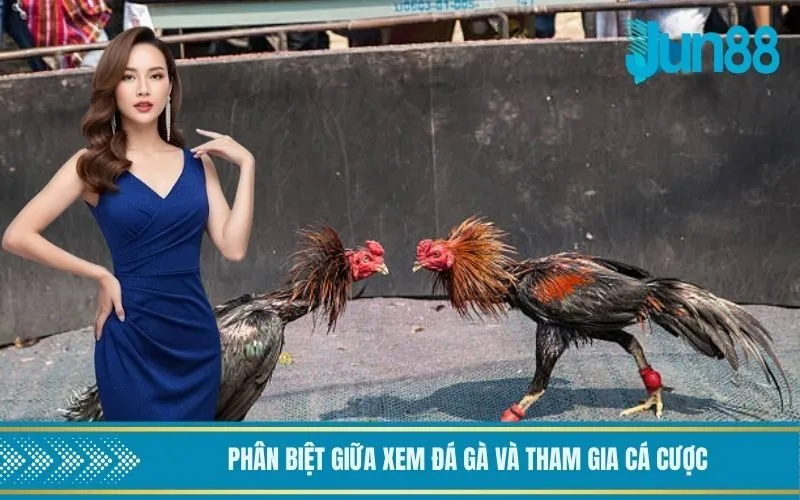 Phân biệt giữa xem đá gà và tham gia cá cược