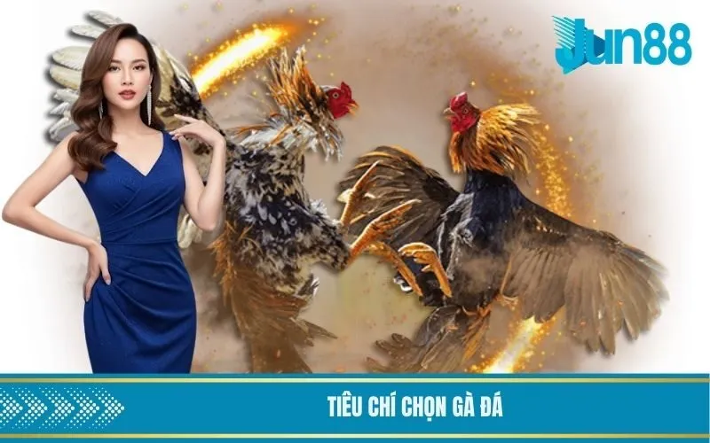 Tiêu chí quan trọng khi chọn gà đá cho các trận đấu