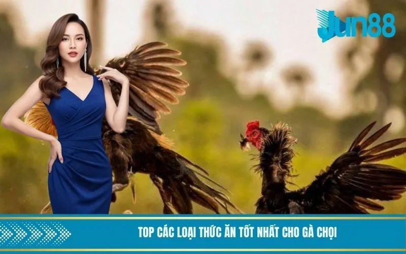 Top các loại thức ăn tốt nhất cho gà chọi