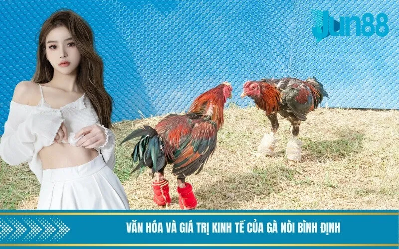 Văn hóa và giá trị kinh tế của gà nòi Bình Định